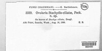 Ovularia stachydis image